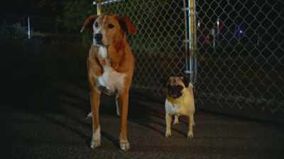 [Laughing] - Junkyard Dogs