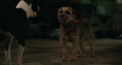 (laughing) - Strays