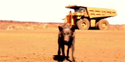 (LAUGHS) Koko!
Koko's a brilliant actor. - Koko: A Red Dog Story