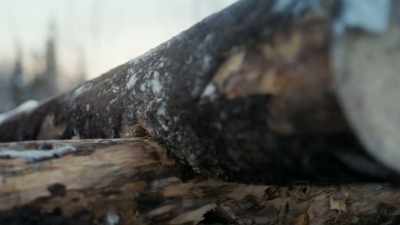 (laughs) - Life Below Zero: First Alaskans