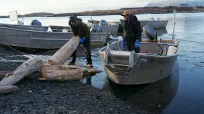 (laughs) - Life Below Zero: First Alaskans