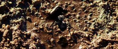 [laughs] - Dead Ant