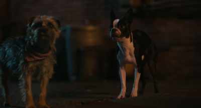 (laughs) - Strays
