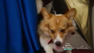 -[laughter]
-It occurred to me
that Christmas - A Royal Corgi Christmas