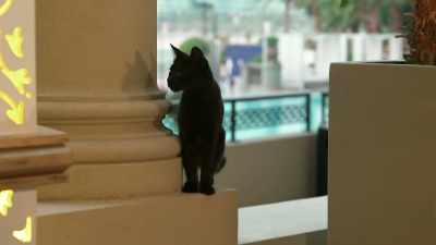[laughter]
[meowing] - The Real Housewives of Dubai