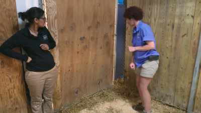 Laura: That way, really,
we're not causing her - Secrets of the Zoo