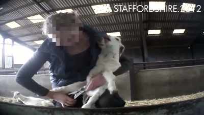 Le caprette allevate per carne e latte - Land of Hope and Glory