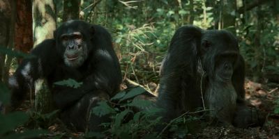 Leadership contests are dangerous... - Chimp Empire