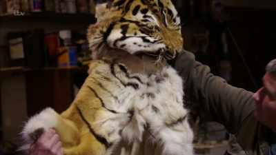 'Leading animal rights charities
like Born Free - Britain's Tiger Kings - On the Trail with Ross Kemp