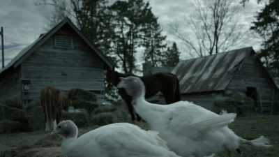 [leaf blower whirring,
turkeys gobbling] - Eyewitness