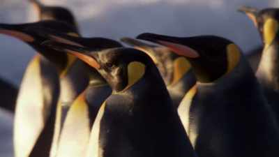 Lean, hungry and eager to return
to a life at sea. - Blue Planet II