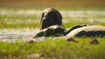 Learning to swim together
will help the cousins bond. - A Year on Planet Earth