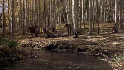 Least Little Blackie
likes the corn dodgers. - True Grit