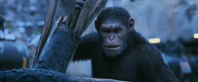 Leave him - War for the Planet of the Apes