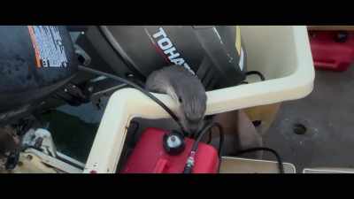 Leave the engine alone otter. - Billy & Molly: An Otter Love Story