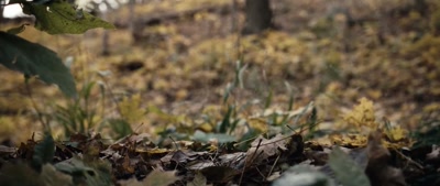 (leaves rustling) - Deep Woods