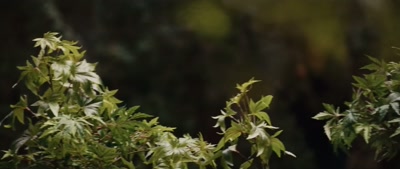 (leaves rustling) - Deep Woods