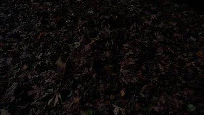 [leaves rustling] - Grimm