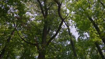 (leaves rustling) - Trees and Other Entanglements