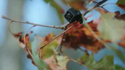 [leaves rustling] - Snapshot of Love