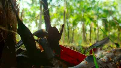 [leaves rustling] - Tiny World