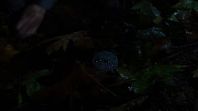 [ Leaves rustling,
thunder rumbling ] - Supernatural