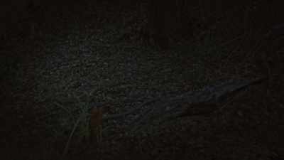 (leaves rustling)
(twigs breaking) - Wolf Mountain