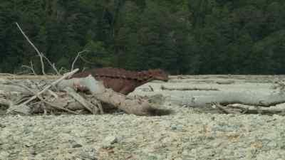 Leaving others to endure
the freezing polar winter. - Prehistoric Planet