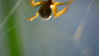 Leaving her pursuers - The Secret Lives of Animals