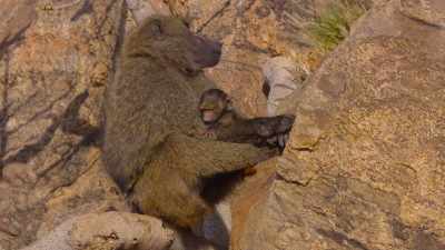 Leaving the wise old
male and baby safe. - The Secret Lives of Animals