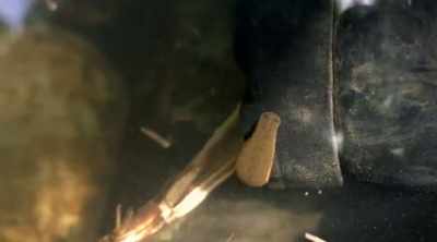 ‐ Leeches? Why did it
have to be leeches? - Lost Gold of World War II