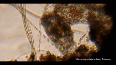 Leeuwenhoek's discovery revealed - The History of Home Narrated by Nick Offerman