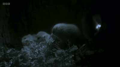 Left alone, the babies begin to
explore the dangerous world - Wild Isles