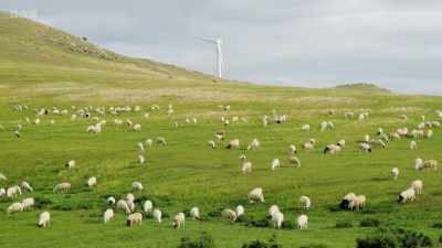 Left unchecked, sheep can graze
plants down to the ground before - Wild Isles