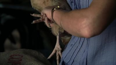 - ( Leg cracks )
- ( Squawking loudly ) - The Walking Dead