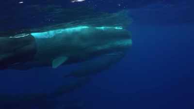 Lei è un volgare criminale.
Come questa gente. - Deep Rising