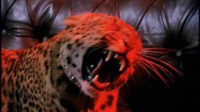(LEOPARD GROWLING) - The Josephine Baker Story