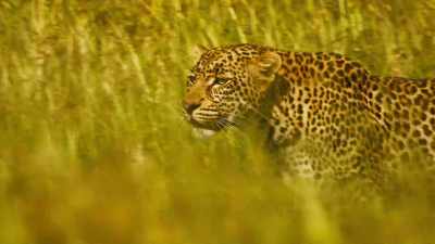 LEOPARD GROWLS - Serengeti
