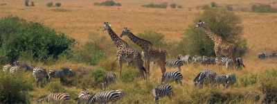 Leopard, hyena, - Prey