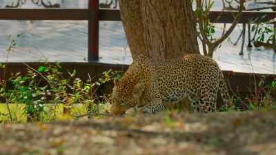 Leopard numbers in Africa - The Year Earth Changed