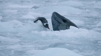 Leopard seals like to toy with their victims. - Hostile Planet