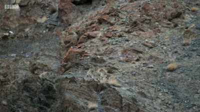 LEOPARD SNARLS - Planet Earth: A Celebration