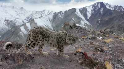 LEOPARD SNIFFS - Planet Earth: A Celebration