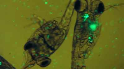 LESLIE: The really small organisms - Blue Planet II