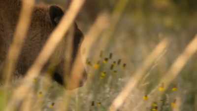 Less than 30,000 wild bison remain, - Our Planet