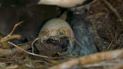 Less than half of all second eggs make it. - Penguin Town