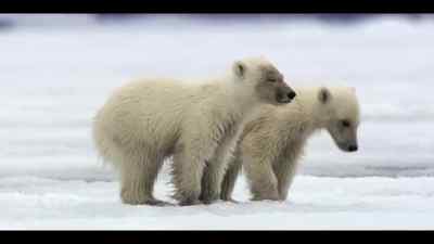 Lesson number one is
learning to navigate the sea ice. - Our Oceans