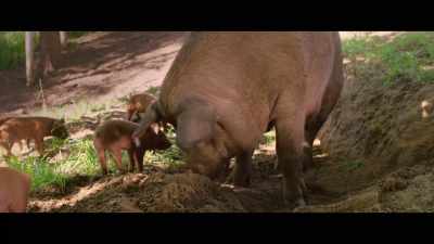 Lessons in rooting and sleeping. - The Biggest Little Farm: The Return