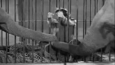 Let him down easy. Easy now. - Tarzan's New York Adventure