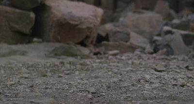 Let me go Big Bird - Mighty Morphin Power Rangers: The Movie